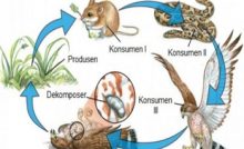 Detail Gambar Jaring Makanan Pada Ekosistem Rawa Nomer 29