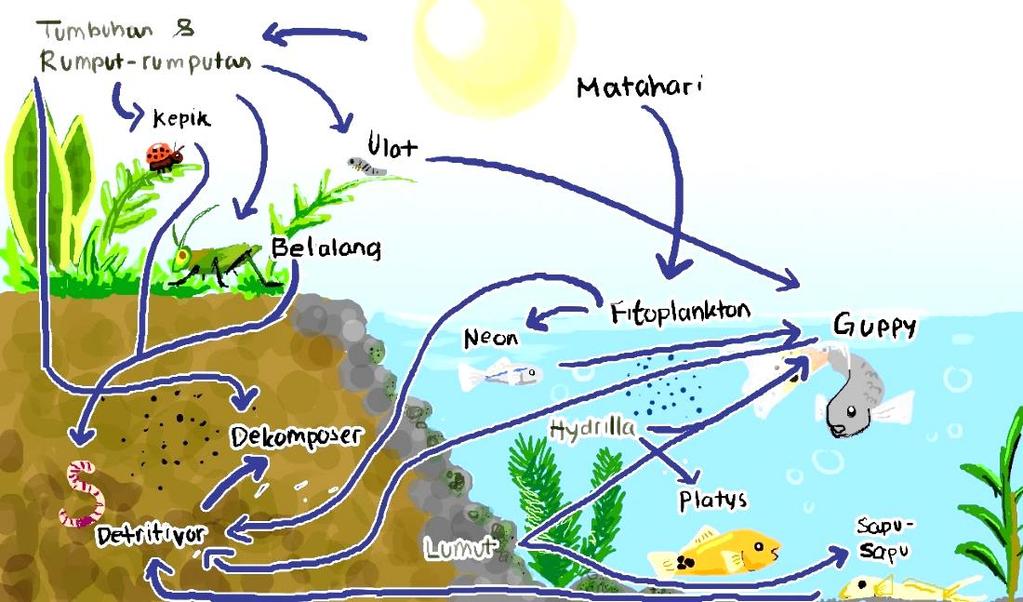 Detail Gambar Jaring Makanan Pada Ekosistem Rawa Nomer 31