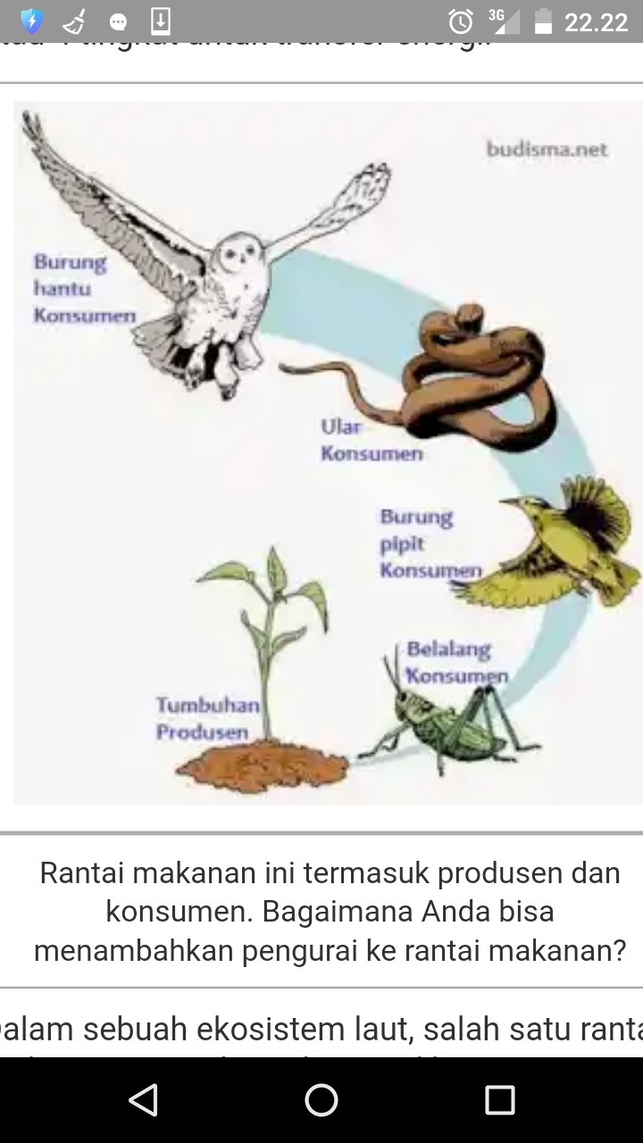 Detail Gambar Jaring Makanan Pada Ekosistem Rawa Nomer 6