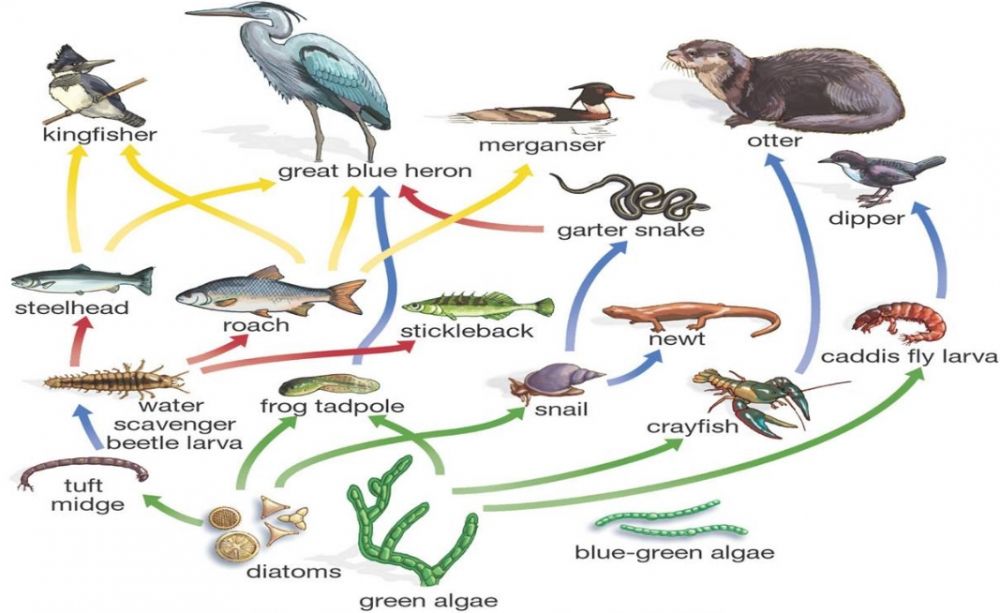 Detail Gambar Jaring Makanan Pada Ekosistem Rawa Nomer 48