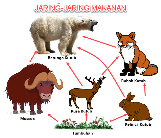 Detail Gambar Jaring Makanan Pada Ekosistem Rawa Nomer 52