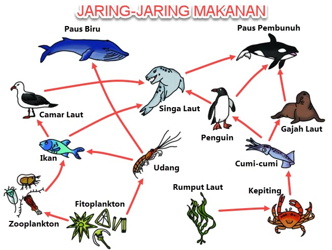 Detail Gambar Jaring Makanan Pada Ekosistem Rawa Nomer 8