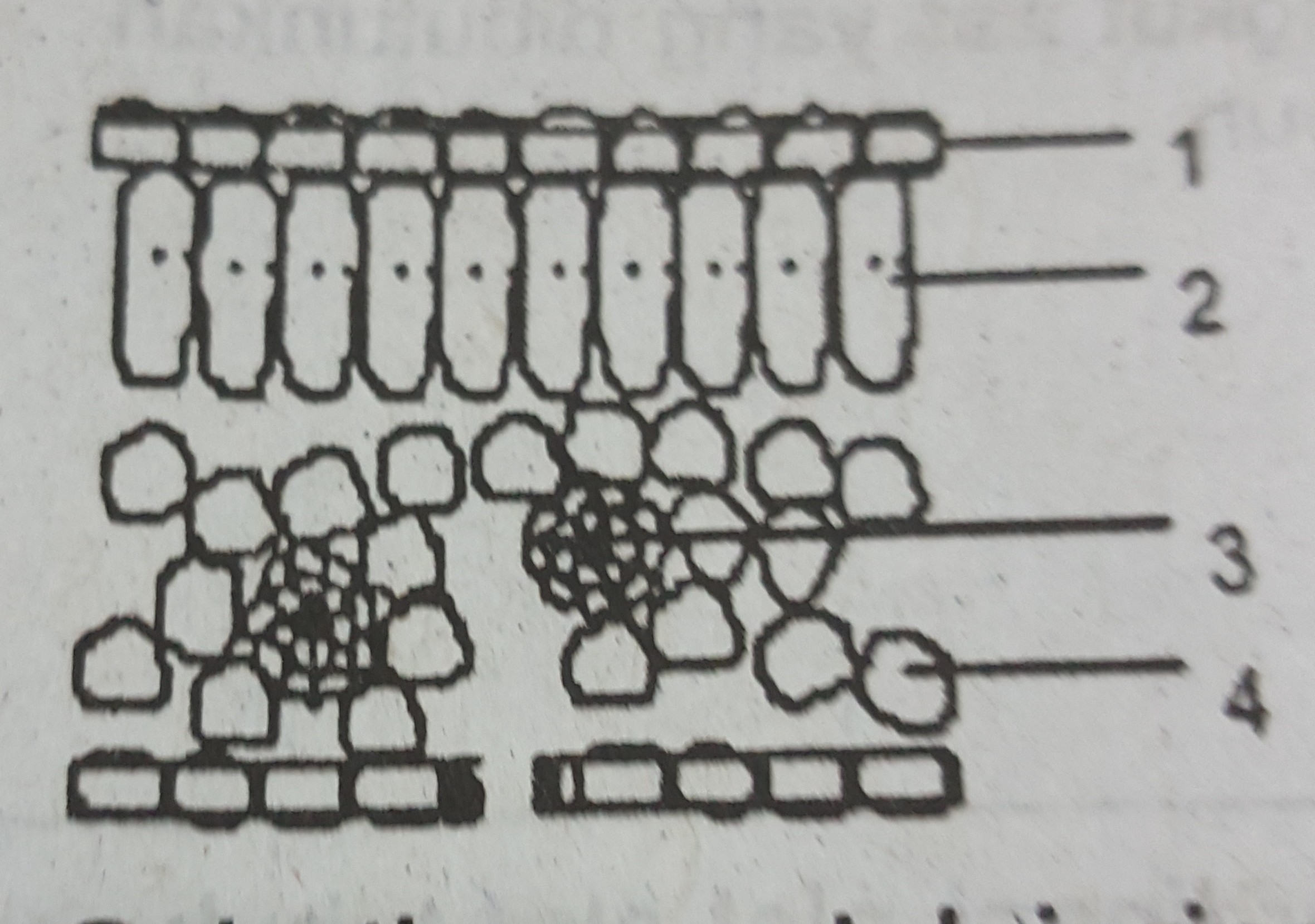 Detail Gambar Jaringa Daun Hitam Putih Nomer 4