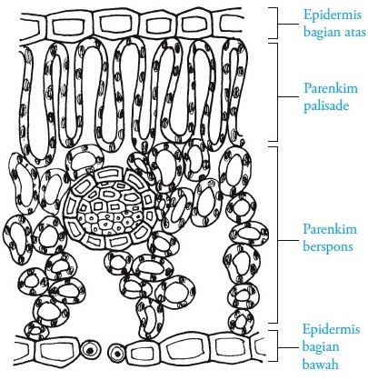 Detail Gambar Jaringa Daun Hitam Putih Nomer 5