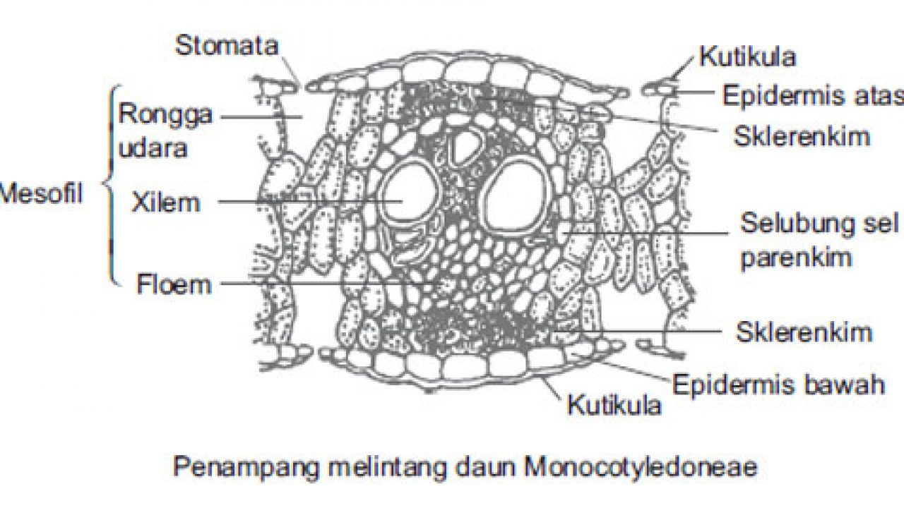 Detail Gambar Jaringa Daun Hitam Putih Nomer 39