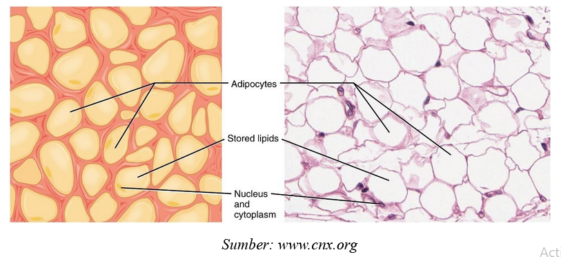 Detail Gambar Jaringan Adiposa Nomer 20