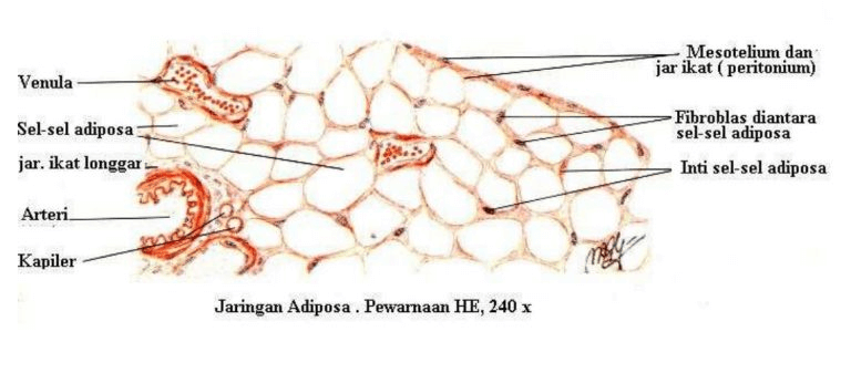 Detail Gambar Jaringan Adiposa Nomer 30