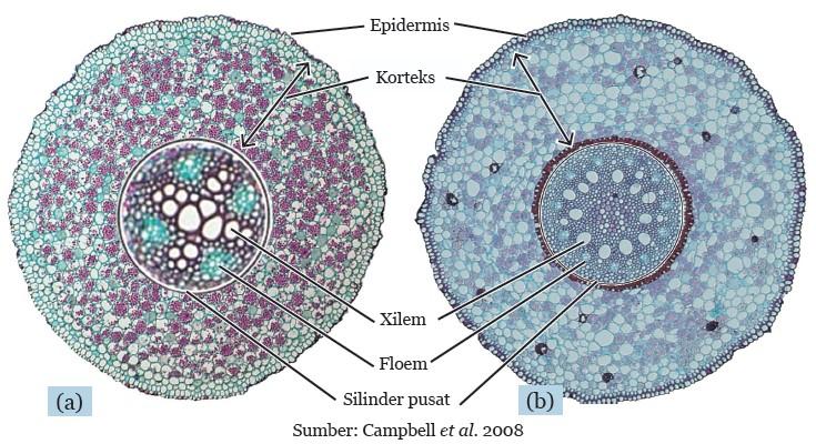 Detail Gambar Jaringan Akar Monokotil Nomer 51