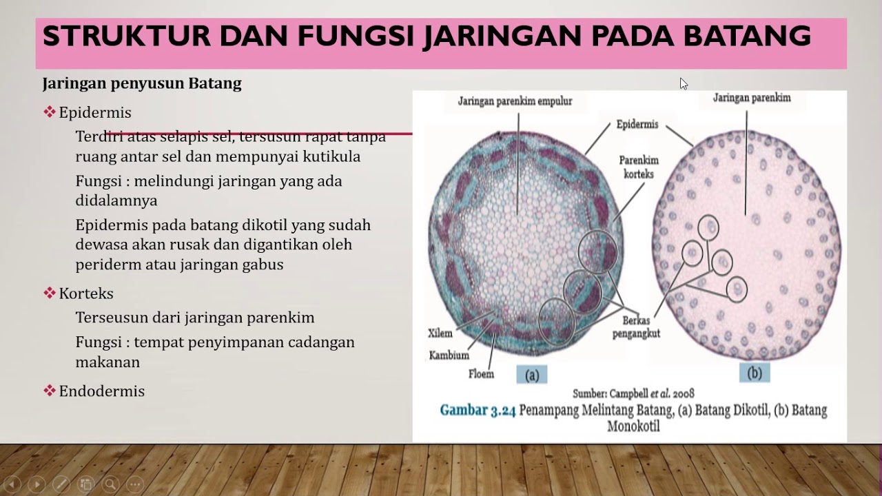 Detail Gambar Jaringan Batang Nomer 23