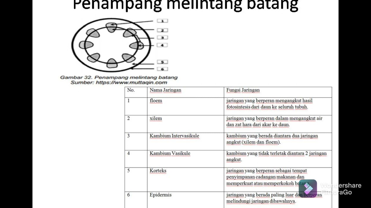 Detail Gambar Jaringan Batang Nomer 27