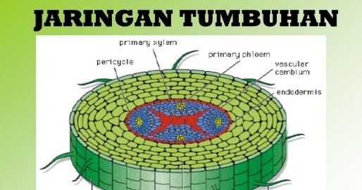 Detail Gambar Jaringan Batang Nomer 53