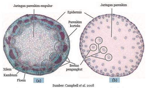 Detail Gambar Jaringan Batang Dikotil Dan Monokotil Nomer 12