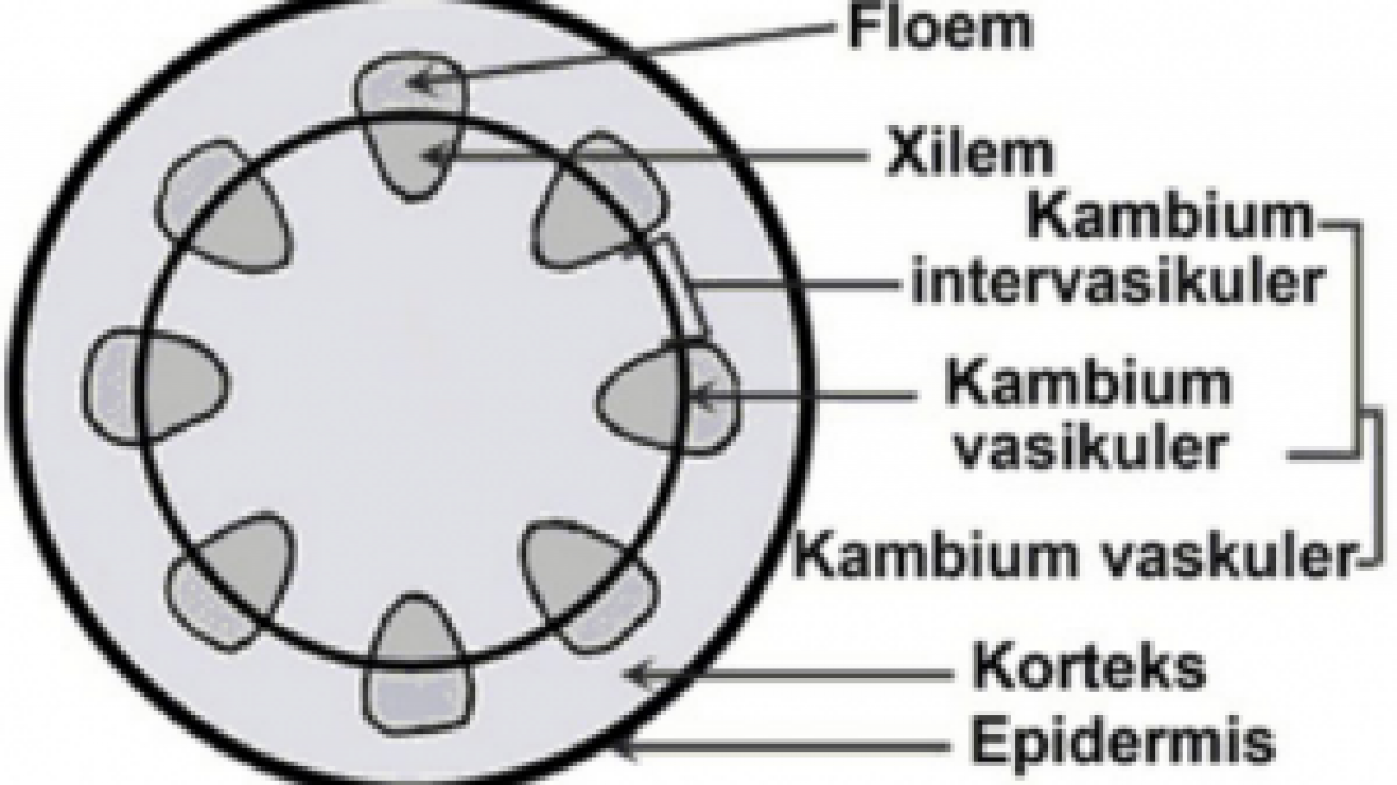 Detail Gambar Jaringan Batang Dikotil Dan Monokotil Nomer 15