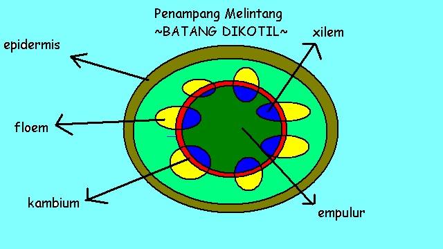 Detail Gambar Jaringan Batang Dikotil Dan Monokotil Nomer 22