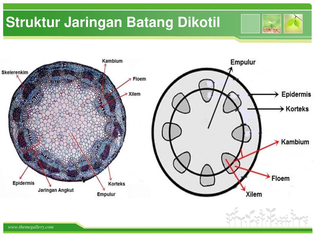 Detail Gambar Jaringan Batang Dikotil Dan Monokotil Nomer 29