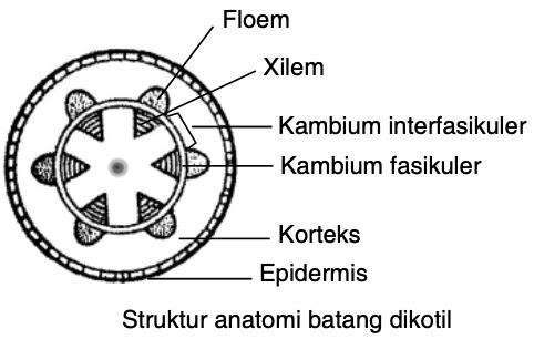 Detail Gambar Jaringan Batang Dikotil Dan Monokotil Nomer 31