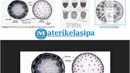 Detail Gambar Jaringan Batang Dikotil Dan Monokotil Nomer 34