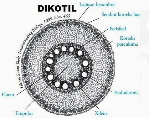 Detail Gambar Jaringan Batang Dikotil Dan Monokotil Nomer 35