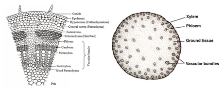 Detail Gambar Jaringan Batang Dikotil Dan Monokotil Nomer 43