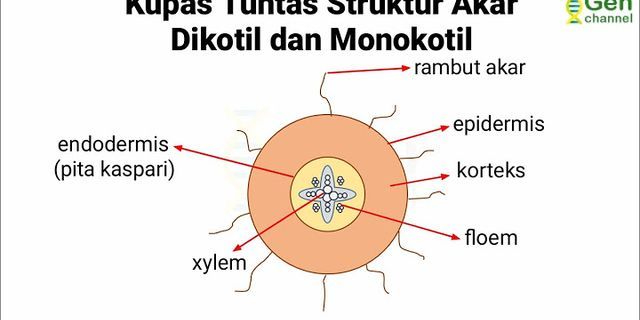 Detail Gambar Jaringan Batang Dikotil Dan Monokotil Nomer 44