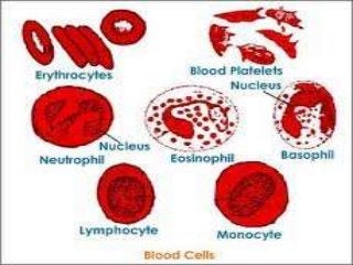 Detail Gambar Jaringan Darah Nomer 11