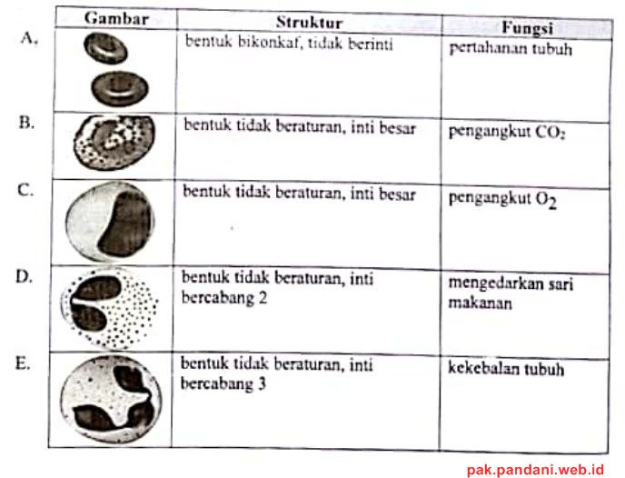 Detail Gambar Jaringan Darah Nomer 17