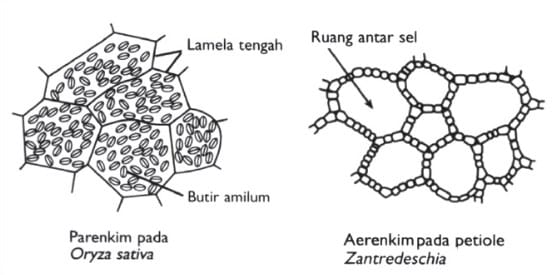 Gambar Jaringan Dasar - KibrisPDR