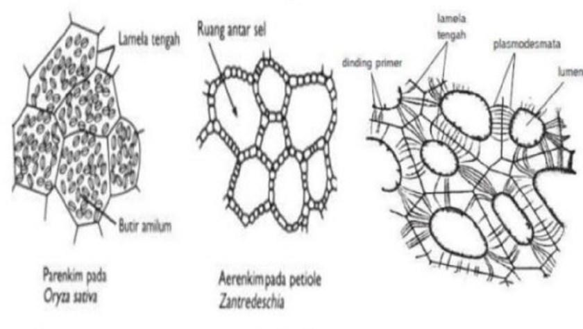 Detail Gambar Jaringan Dasar Nomer 17