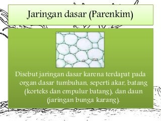 Detail Gambar Jaringan Dasar Nomer 19