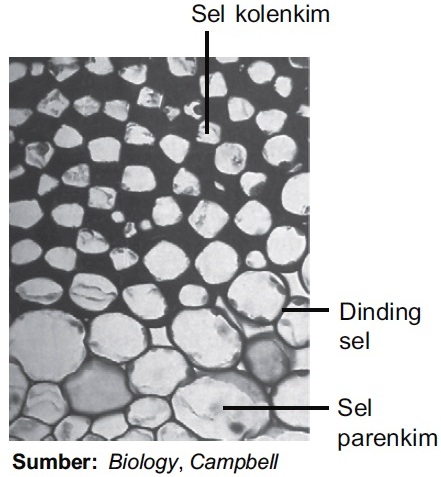 Detail Gambar Jaringan Dasar Nomer 4