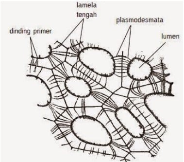 Detail Gambar Jaringan Dasar Nomer 29