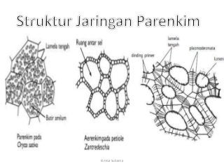 Detail Gambar Jaringan Dasar Nomer 8