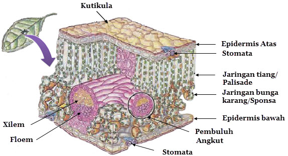 Detail Gambar Jaringan Daun Nomer 19