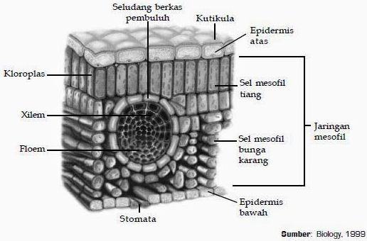 Detail Gambar Jaringan Daun Nomer 45