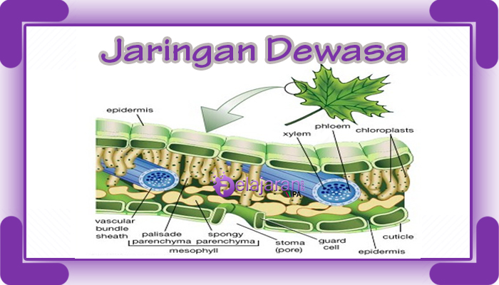 Detail Gambar Jaringan Dewasa Nomer 2