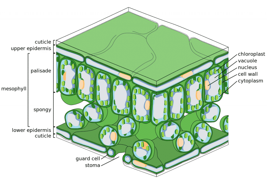 Detail Gambar Jaringan Dewasa Nomer 16