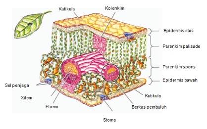 Detail Gambar Jaringan Dewasa Nomer 21