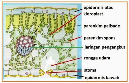 Detail Gambar Jaringan Dewasa Nomer 29