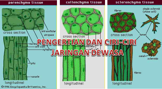 Detail Gambar Jaringan Dewasa Nomer 4