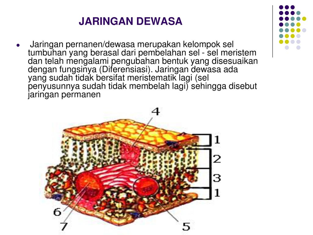 Detail Gambar Jaringan Dewasa Pada Tumbuhan Nomer 11