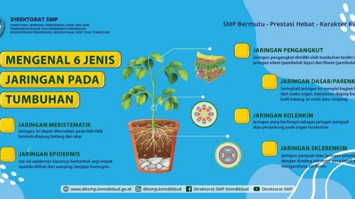 Detail Gambar Jaringan Dewasa Pada Tumbuhan Nomer 12