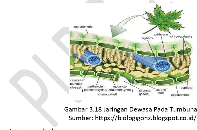 Detail Gambar Jaringan Dewasa Pada Tumbuhan Nomer 44