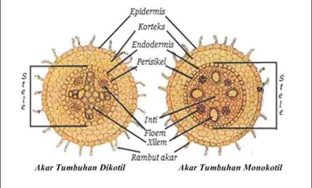 Detail Gambar Jaringan Dewasa Pada Tumbuhan Nomer 48