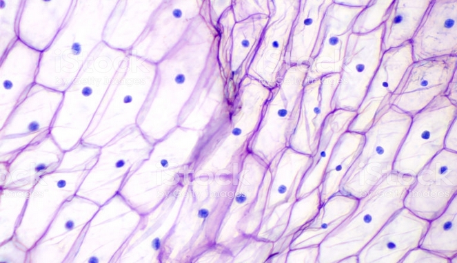 Detail Gambar Jaringan Epidermis Pada Tumbuhan Nomer 11