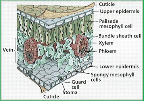 Detail Gambar Jaringan Epidermis Pada Tumbuhan Nomer 13