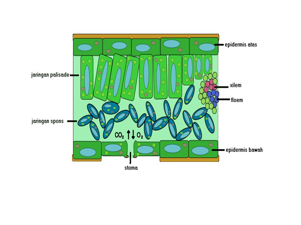 Detail Gambar Jaringan Epidermis Pada Tumbuhan Nomer 22