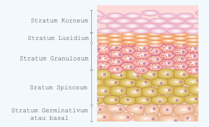 Detail Gambar Jaringan Epidermis Pada Tumbuhan Nomer 25