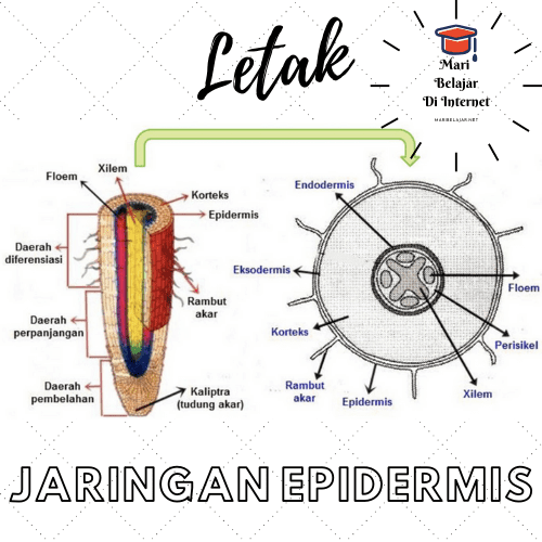 Detail Gambar Jaringan Epidermis Pada Tumbuhan Nomer 26