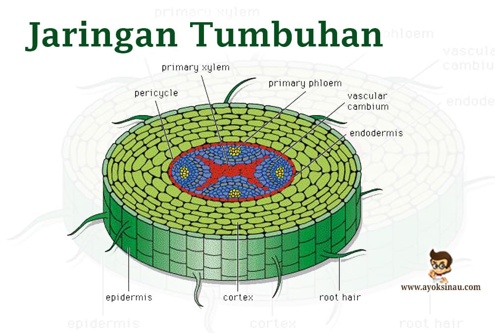 Detail Gambar Jaringan Epidermis Pada Tumbuhan Nomer 29