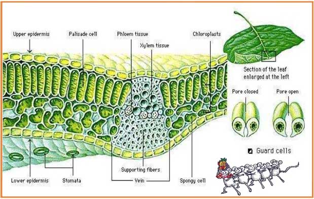 Detail Gambar Jaringan Epidermis Pada Tumbuhan Nomer 5
